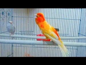 Chant de canari le plus puissant pour stimuler la femelle à se reproduire (2026)