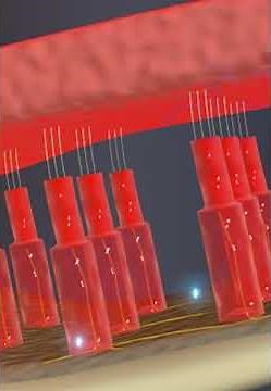 4 transduction of sound #education