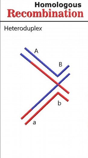 The Holliday Model Homologous Recombination #animation #recombination