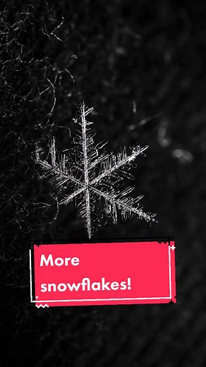 Jake's Macro Nature on TikTok