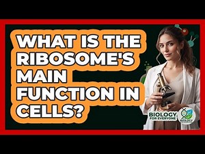 What Is the Ribosome's Main Function in Cells?