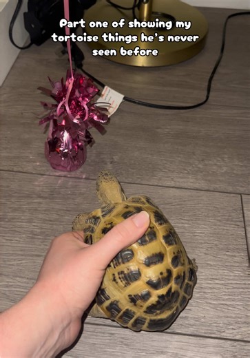Showing My Tortoise New Experiences with a Balloon Weight