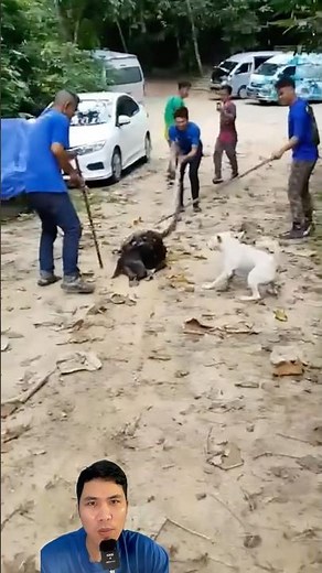 Dog calls for help after being attacked by a reticulated python #snake