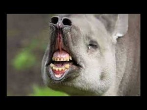 Epic 5-Second Meme Video! - #190