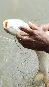 14K views · 74 reactions | Fishing gill net fishing 朗  | M Fishing Life | Facebook