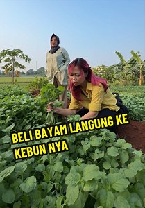Beli Bayam Langsung ke Kebun di Setu Talajung Bekasi