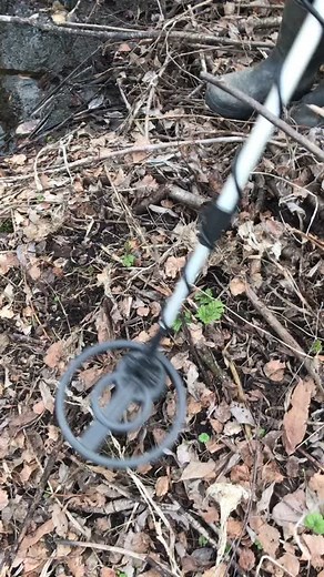 Metal Detecting Adventure in a Forest Setting