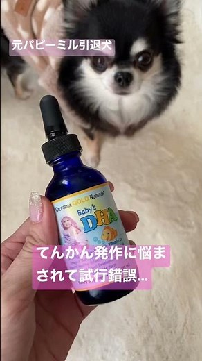 愛犬の #てんかん発作 投薬だけでなく方法は色々とある 選択肢を増やす #犬のてんかん #保護犬 #チワワ