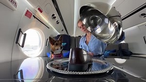 This airline wants all dogs to fly first class