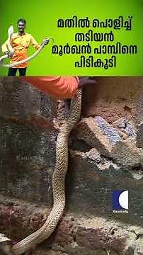 മതിൽ പൊളിച്ച് തടിയൻ മൂർഖൻ പാമ്പിനെ പിടികൂടി #snakemaster #vavasuresh