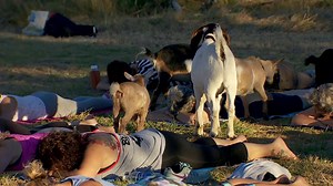 Reach a new level of zen with goat yoga (yes, you read that correctly) at an Albany, Ore. farm: | KATU News