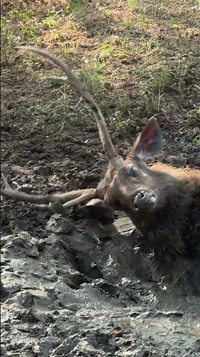 Sambar Deer Taking a Mud Bath | Rare Jungle Behavior