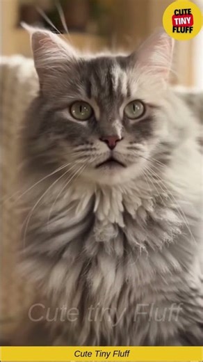 😺🎭 This Dramatic Cat Overreacted… And It’s Hilariously Relatable 😂✨
