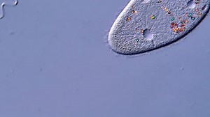 Paramecium Protozoa Under Microscope View Stock Footage Video (100% Royalty-free) 3909173331 | Shutterstock