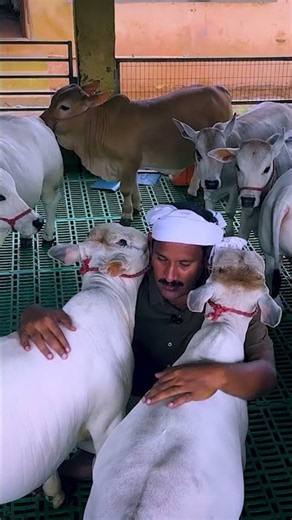 Nadipathy cows treats everyone with love | Nadipathy cows #littleradhe #viral #youtube