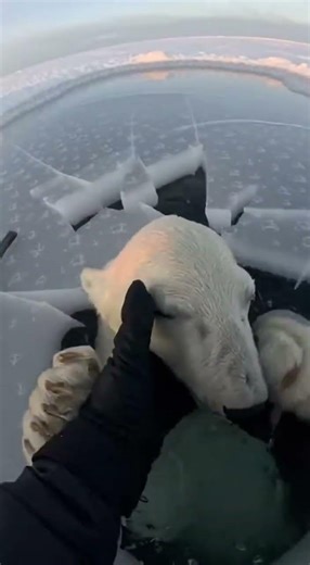 Saving a Baby Polar Bear from Freezing Water ❄️❤️