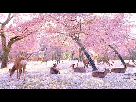 【奈良公園の鹿と桜】Deer and cherry blossoms in Nara Park