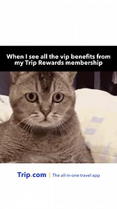 Rewards, you say? 🧐 We’ve always got reasons to keep booking with Trip.com - and the exclusive discounts coupled with Trip Coins travel credit, is one of the very best 🫰 The more you spend, the more you save on travel with your all-in-one travel app ⬇️ Register with Trip.com and download the app now for our best travel deals, plus earn Trip Coins that’ll save you money on future bookings. Check out the link in bio for more 👉 Ts & Cs apply! #TravelDeals #TravelApp #TravelEasy #Travel #TravelIn