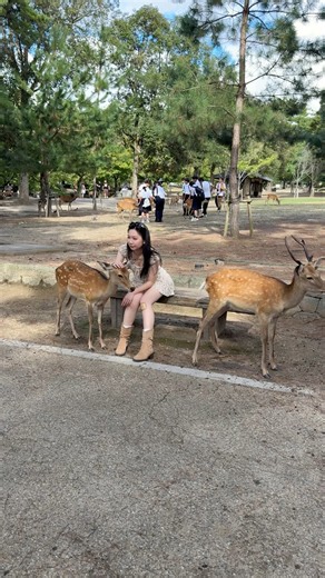 Why Japan Is Truly Amazing 🇯🇵🦌 | Cute Deer & Incredible Moments | Nara Deer Park in Japan