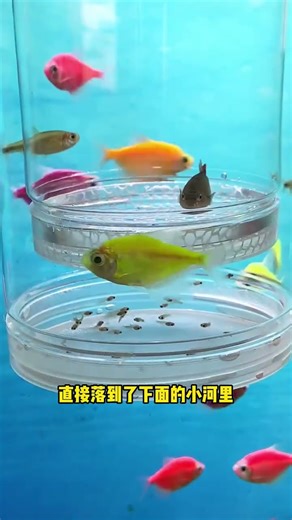 always use this as a fish tank separator; it has a double-layer design and can be used for both larg