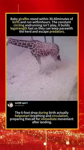 Newborn Giraffe Calf Circles Nonstop #GiraffeCalf 🦒 #WildAnimalFacts #AnimalSurvivalInstinct