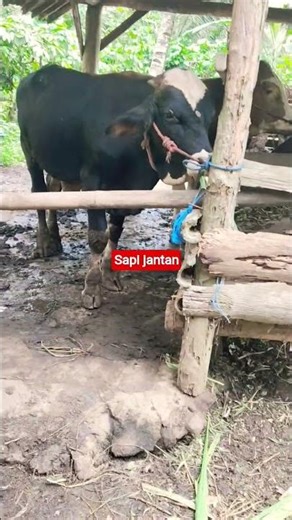 sapi jantan super#sapipedaging #sapimakan #sapigemuk