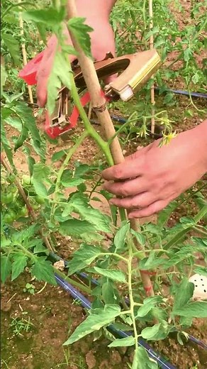 Build a climbing frame for tomatoes#agriculture#rural life#planting # #farming#garden #naturallife