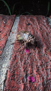 Cicada nymph | Kyle Underwood photography