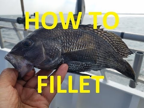 (Black) Seabass!! - Fillet and Release!! How to fillet a (Black) Seabass!