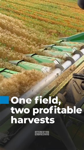 Wheat grown between soybean rows allows two crops to be harvested from the same field. Although wheat yields are reduced, the combined soybean production increases total profitability, improves land-use efficiency, and optimizes sunlight, water, and nutrient utilization. | Interesting Engineering