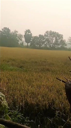 morning view at village//three sisters 9