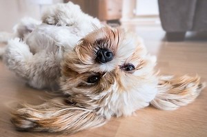 11 Dog Breeds That Don't Run Away: A Guide To Low Flight Risk Canines - [2026]