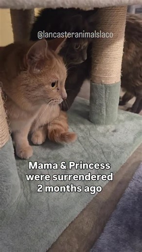 They lost their home at the beginning of December and they’ve been waiting quietly ever since. Mama and Princess were surrendered due to their owner moving. Weeks have gone by with no interest. Princess — 11 months old tortie #A85742646 Mama — 2 years old #A85742647 📍 Lancaster Animal Care Center 5210 West Ave. I, Lancaster, CA 93536 ⏰ Monday–Saturday, 11 AM–5 PM 📧 ACCLancaster@animalcare.lacounty.gov ☎️ 661-974-8358 | 661-940-4191 Please check availability by entering the Animal ID on animalc