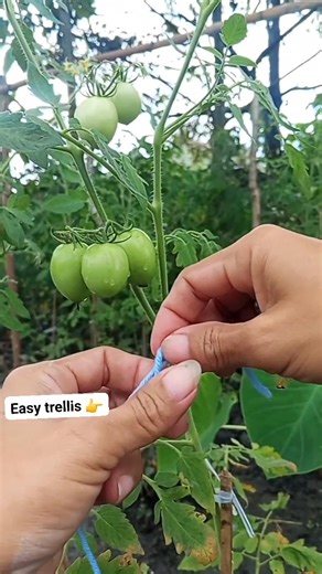 636K views · 4.2K reactions | Simple Tomato trellis #fblifestyle #reelsvideo #gardeningtips #gardenideas #tomato | Shak To Lang | Facebook