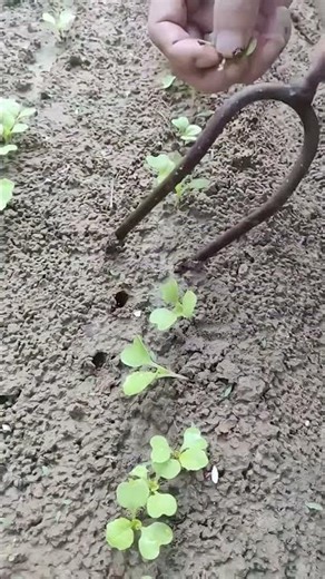 Smart Planting Techniques for Mustard Seedlings in Farms