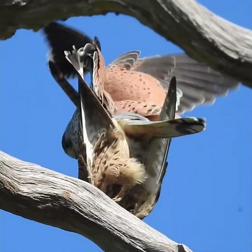 What Happens When These Kestrels Meet in the Tree Tops… 🦅😳