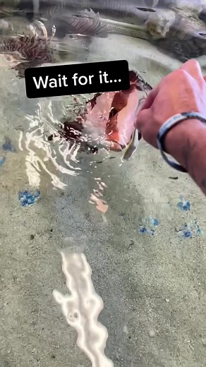 2.7M views · 10K reactions | Wait till you see this fish eat #feeding #fish #slowmo #tiktok #reels | Paul Cuffaro | Facebook