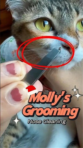 Cleaning My Cat’s nose part - 24 | Molly’s Nose Cleaning #cat #catgrooming #cutecat