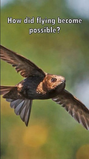 Bird Adaptations for Flight Explained 🦅💨
