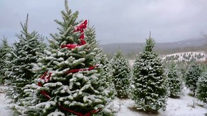 Mulch, compost, habitat for fish and birds --there are numerous ways your Christmas tree can continue to bring joy to the world. | Real Christmas Tree Board