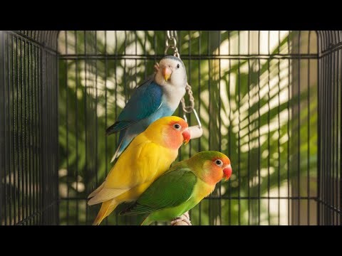 Rainbow Lovebirds Colony 🦜 Rare Mutations & Morning Sounds [Best Pet Parrot 2026]