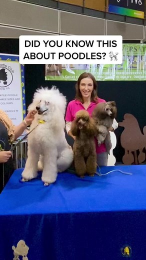Poodle facts #poodles #poodlesoftiktok #dogbreeds | miniature poodles