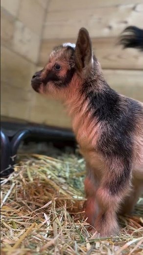 Nigerian dwarf goat