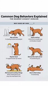 13K views · 20 reactions |  Common Dog Behaviors Explained： What Your Pup is Trying to Tell You! ️樂 #dogtraining, #dogtips, # #dogtalk, #dogcommunication, #doglanguage, #dogbehavior, #dogpsychology, #dogowners, | Malaysia Macy | Facebook
