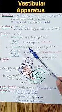 Vestibular Apparatus Structure and Functions #ear #shorts #youtubeshorts #drrajaniclasses