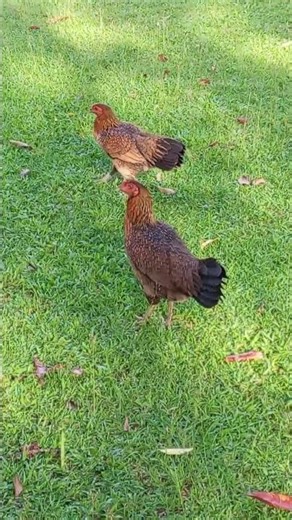 026/101កសិករ ស្រែ! សូមស្វាគមន៍មកកាន់ YouTube 🌞 video 🐓|👍 Like |🔔Subscribe | 💬 Comment | KHSreFarmer