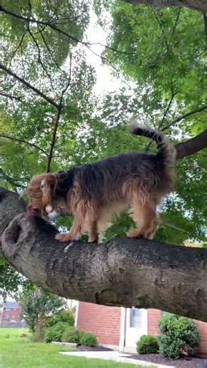 Dog loves climbing trees to see the squirrels up close 🤣 #dog #dogvideos @carolun