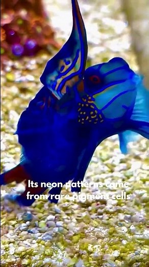 The Mandarin Dragonet (Synchiropus splendidus)