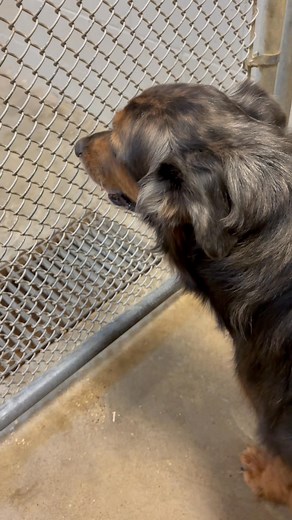 Krupp at the city of Cleveland, Texas pound needs foster short-term while his paw-rent is recovering. Krupp is estimated to be 7 years old, guess at weight 70-ish lbs, Australian shepherd distinguished dude, heartworm negative, has his first round of vaccines and dewormer. The Cleveland TX pound is a small, municipal kill shelter that euthanizes for space. We need help to save this sweet pup! If you are interested in fostering, please message Kristine Lea McFarlin. #lostdogsofclevelandtexas #giv