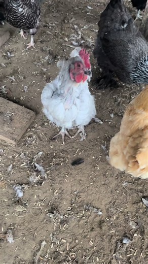 Poor Violet! She’s my lavender Orpington and oh my! She shed all of these feathers in about 2 days and is looking a mess! Fingers crossed they come back super fast! #chickens #molting #purelychickens #molt #fallmolt